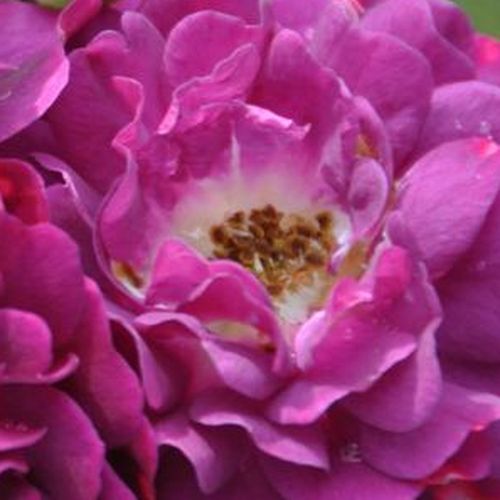Rosa Bleu Magenta - rosa de fragancia discreta - Árbol de Rosas Floribunda - rosal de pie alto - púrpura - Grandes Roseraies du Val de Loire- froma de corona llorona - Rosal de árbol con multitud de flores que se abren en grupos no muy densos.